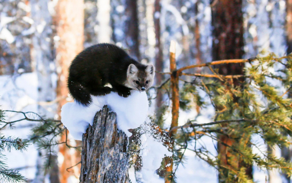 Соболь в зимней тайге