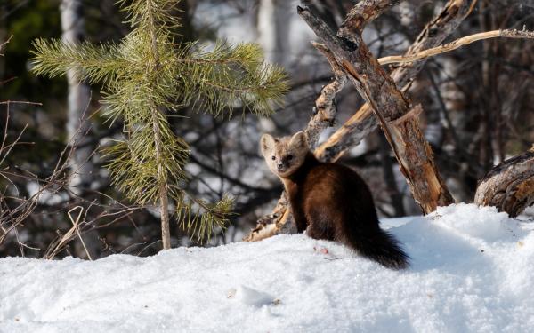 Соболь в зимнем лесу