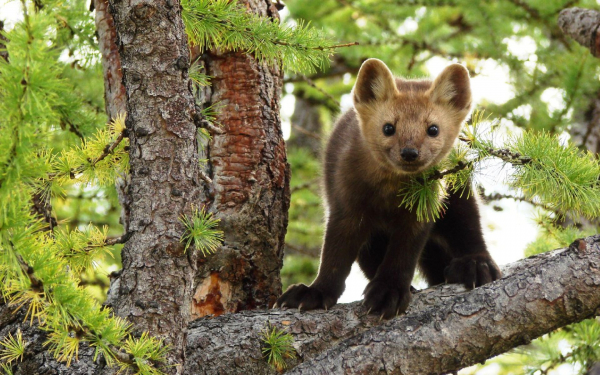 Соболь на ветке дерева
