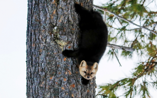 Соболь на дереве