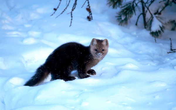 Соболь на снегу