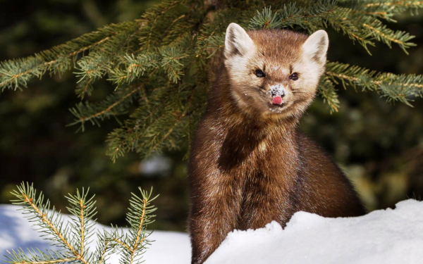 Соболь под елкой