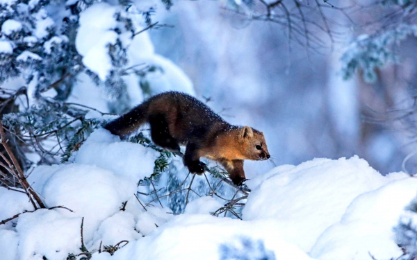 Куница в зимнем лесу