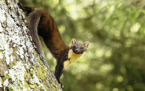 Куница на дереве