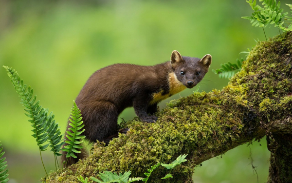 Лесная куница