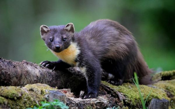 Хищный зверек куница