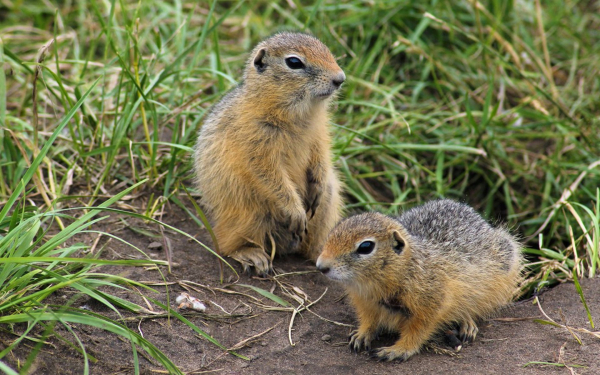 Два сусленка