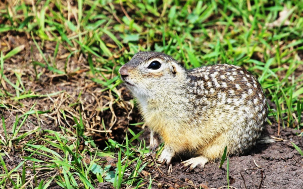 Крапчатый суслик