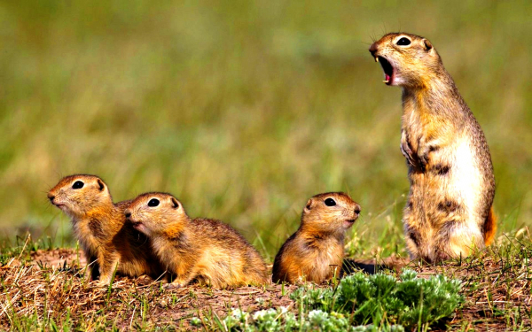 Суслиха и суслята