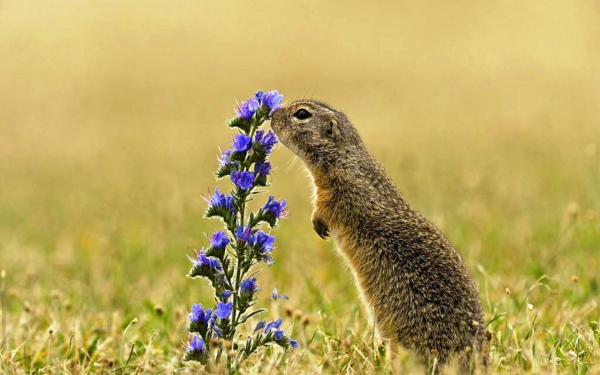 Суслик и цветы
