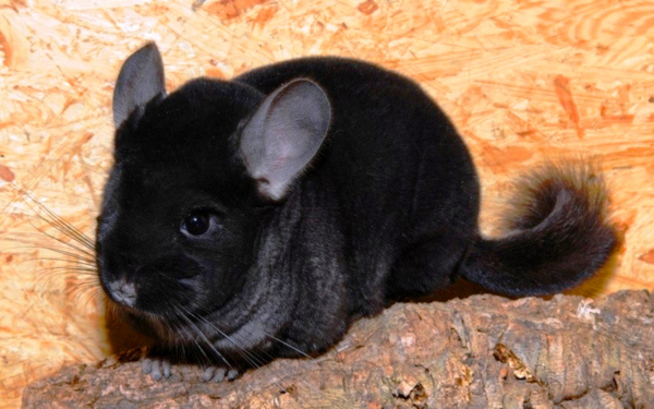 Черная шиншилла