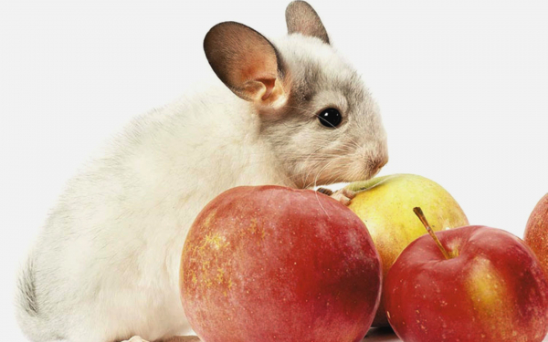 Шиншилла и яблоки