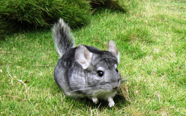 Шиншилла на поляне