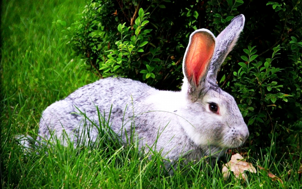 Кролик под кустом