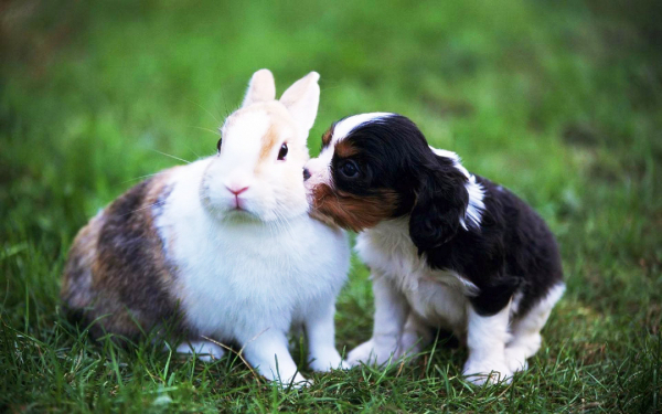 Кролик и щенок