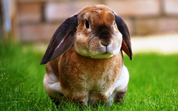 Кролик на траве