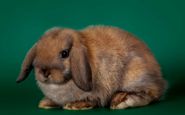 Вислоухий кролик