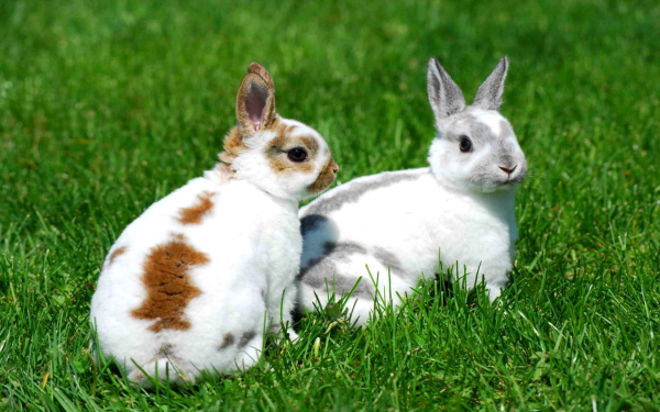 Карликовые кролики