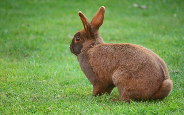 Коричневый кролик
