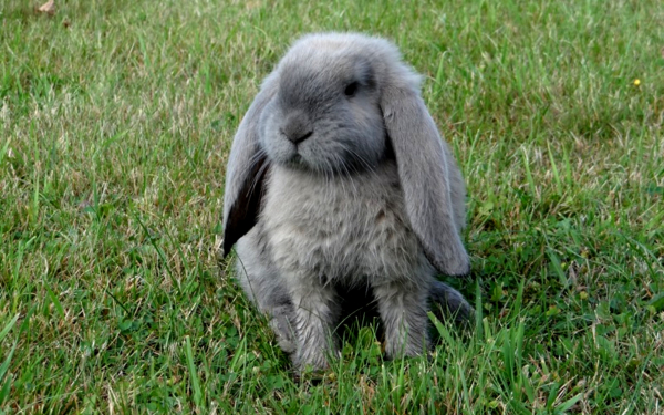 Кролик вислоухий