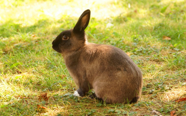 Кролик коричневый