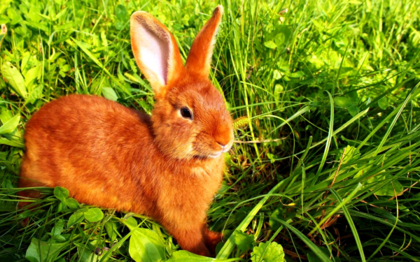 Рыжий кролик