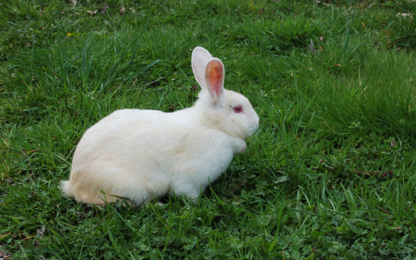 Кролик на зеленой поляне