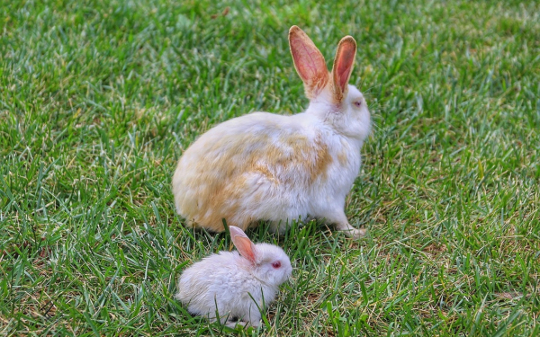Крольчиха и крольчонок на зеленой траве