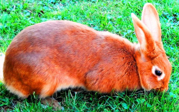 Рыжий кролик