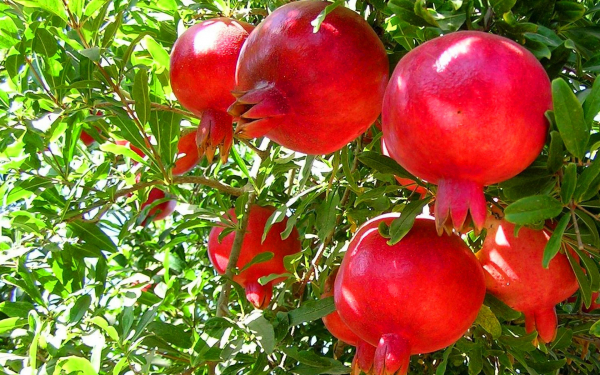 Армянские гранаты