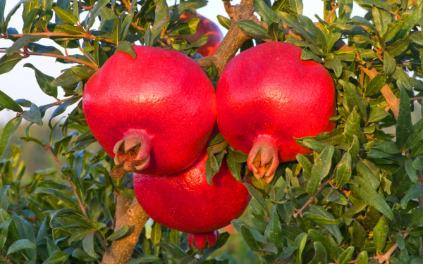 Гранат Ак Донна