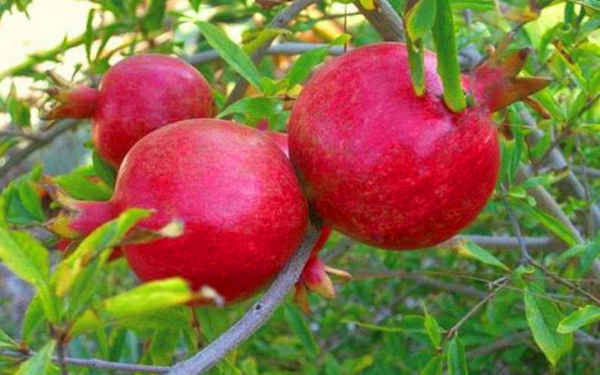 Гранат Бала Мюрсаль