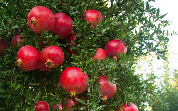 Гранат вандерфул