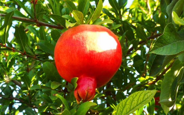 Гранат гюлоша красный