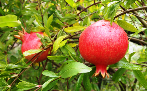 Гранат обыкновенный