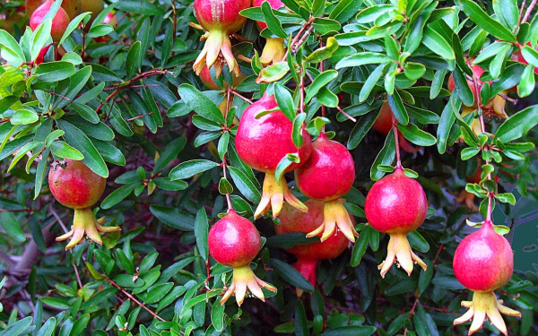 Гранат сорт дхолка