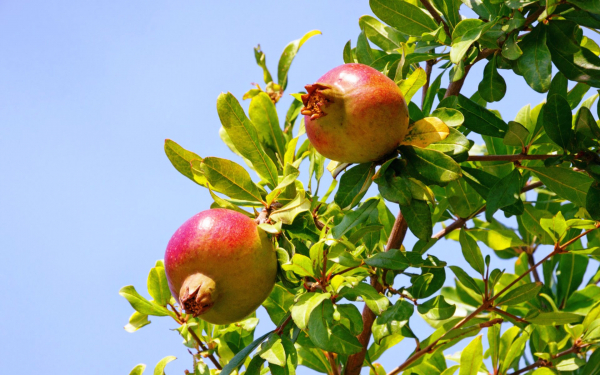 Гранаты созревают на ветках