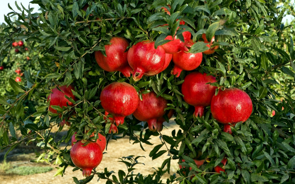 Турецкие гранаты