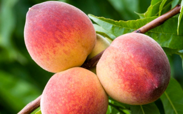 Персик сочный