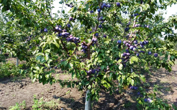 Слива дерево