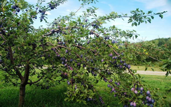 Сливовое дерево