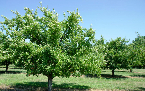 Сливовые деревья