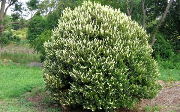 Клетра алнифолия