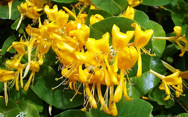 Жимолость декоративная каприфоль желтая