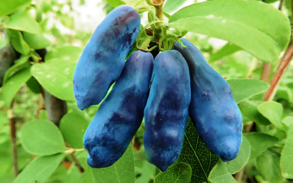 Жимолость Голубой банан