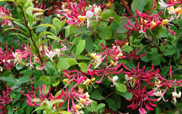 Жимолость Каприфоль