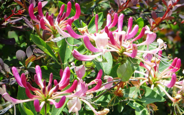 Жимолость вьющаяся каприфоль