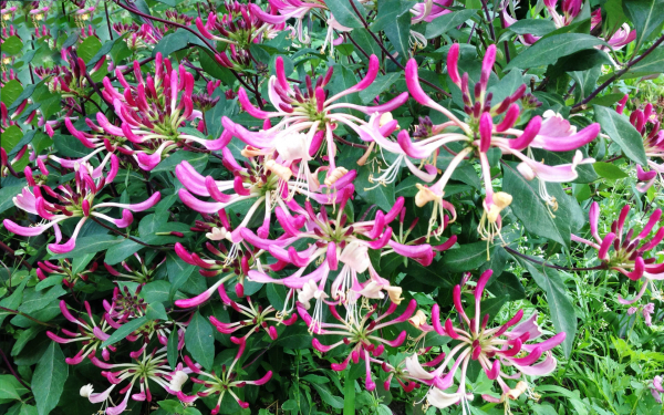 Жимолость вьющаяся серотина