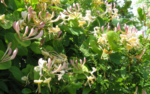 Жимолость декоративная Дропмор Скарлет