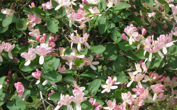 Жимолость цветущая куст